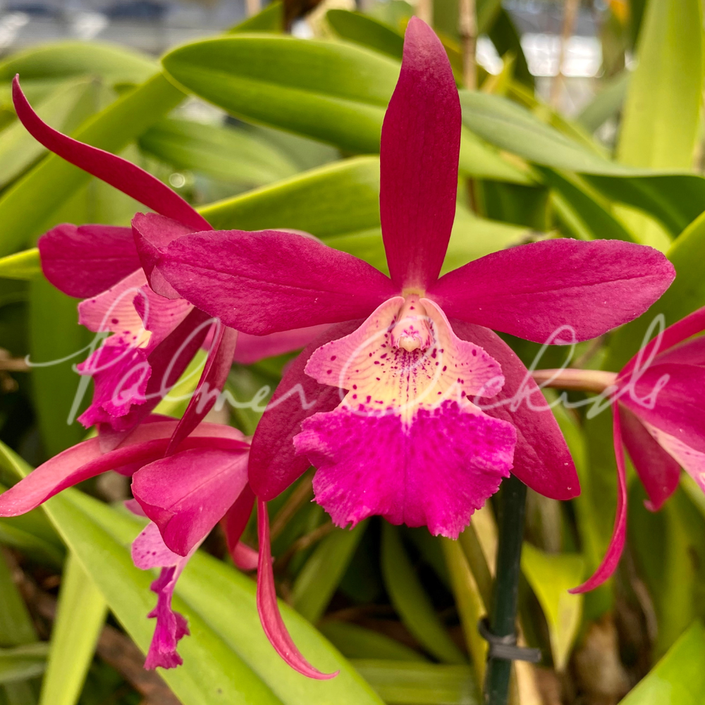 ヘチャン　ポラロイド ヘチャン ポラロイド ヘチャン ポラロイド 大流行中！ Yahoo!オークション